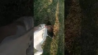 🐕🐕🐕🐕