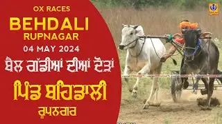 🔴[Live] Behdali | Rupnagar | ਬੈਲ ਗੱਡੀਆਂ ਦੀਆਂ ਦੌੜਾਂ | बैलगाड़ी दौड़ | Ox Races | 04 May 2024