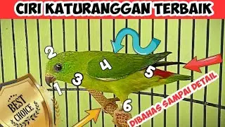 JANGAN ASAL PILIH SEPERTI INILAH SERINDIT ISTIMEWA KATURANGGAN BAGUS CALON FULL ISIAN VOLUME KENCENG