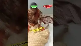 শিবশ্যামা মা ও কৃষ্ণকালী মা পূজারিনী শ্যামা মা #funny #song #comedy #music #love #astrology