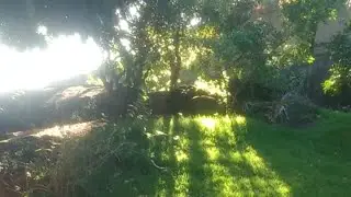 paisagem natureza pássaro