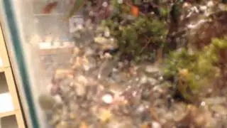 Dart frog 10 gallon waterfall vivarium build