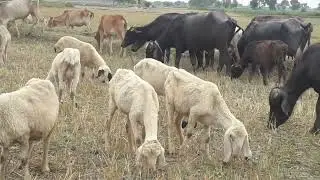 Farm animals sheep, cows, buffaloes, Goats sounds| animals bells sounds | Birds sounds | karori vlog