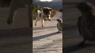 Animals So Cute It Feels Illegal #animals #cute #shorts