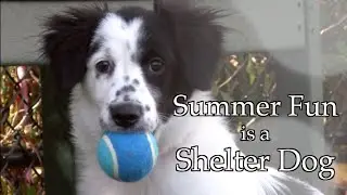 Summer Fun is a Shelter Dog