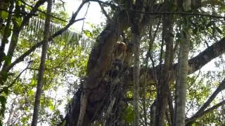 Wild Borneo 2012