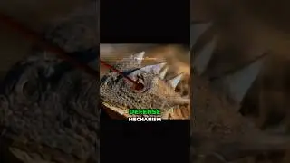 Animals with weird defense mechanism 😲. #shorts #animals