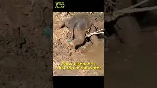 Очаровательный слоненок учится дотягиваться до воды &mdash; трогательный момент 🐘