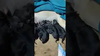 two days puppies feeding mother milk 💖💖 #dog @abhisheklifestudio @luckytherock8613