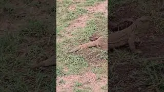 big lizard walking #foryou #viralshort #animals