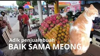 ADIK PENJUAL BUAH BAIK HATI KASIH MAKAN KUCING LIAR #cat #penjualbuah