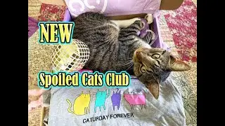 What's Inside the NEW Spoiled Cats Club & the Cat Lady Box/JULY 2025
