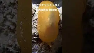 グアム島のウミウシ Guam sea slugs ホウズキフシエラガイ Berthellina delicata #shorts