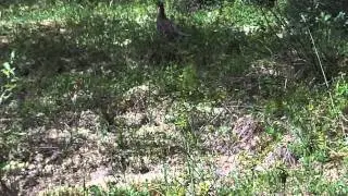Y2Y Nahanni River trip-July 2011-