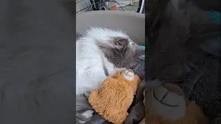 Fait dodo ubert 😂#maincoon  #cat #animaux