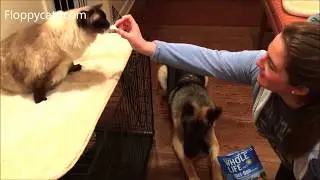 Best Pet Treats for Cats and Dogs - Whole Life Pet Treats Freeze Dried Turkey and Chicken