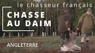 CHASSE AU DAIM EN ANGLETERRE