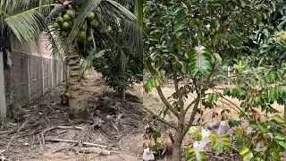 @T2016 Bán 1.000 M2 Đất Vườn Nhiều Loại Cây Ăn Trái Đường ÔTô 20 x 50 Đường Thông Gần Đường Nhựa 