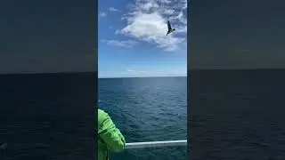 Puffin Release
