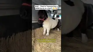 Подождите&hellip; Они перевозят миниатюрную лошадь в фургоне?! 😳🐴 #шорты