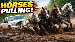 Truck Stuck in Mud | Rescued by Horses!