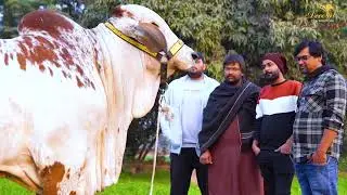 ONLY 15 MONTHS OLD KID I RUSTAM - E - PAKISTAN I DECENT CATTLE FARM I Parrot Studio