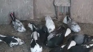 Голуби верхньої будки