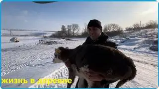 НАМ МОРОЗЫ НЕ ПОЧЁМ, СВОИХ ТЕЛЯТ МАЛО, КУПИЛИ ЕЩЁ, ЖИЗНЬ В ДЕРЕВНЕ