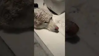 Just Got A $100 Fine For Leaving My HUSKY In The Snow&hellip; But Here&rsquo;s The Twist! 😱  #short