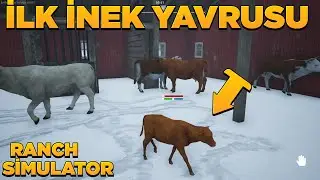 İNEK YAVRULADI MAKİNE İLE SÜT SAĞDIM | RANCH SİMULATOR GÜNCELLEME | new update | vadinin sahibi