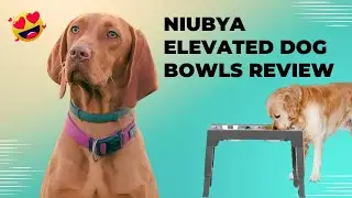 Niubya Elevated Dog Bowls Review