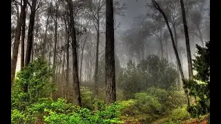 Heart Healing Meditation Music &ndash; Calm & Peaceful Sounds