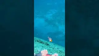 Teeny tiny exquisite baby turncoat hogfish