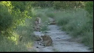 Safari Wildness Adventures SLEEPING LIONS