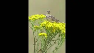 птичка на цветах