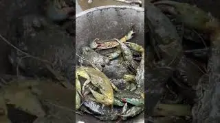 Madali lang makahanap Ng ulam dito sa Amin. Unli crabs #fishing #crab 