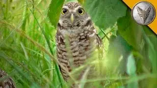 A Rare Glimpse of the Burrowing Owl
