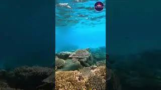 Glide Through the World Like a Sea Turtle &mdash; Smooth, Free & Fearless! #ExploreWithExpertNavigators