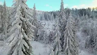 Drone Footage of Winter Landscape of Pine Trees - Beautiful Nature - 4K Videos #thenatureholic