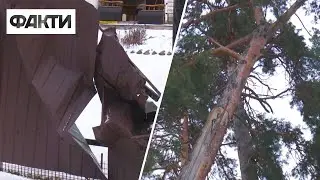 Невыносимая жизнь возле леса. Почему жители села на Черкащине страдают от старых сосен