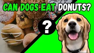 Can Dogs Eat Donuts?