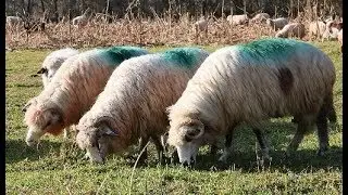 600 de oi a sătenilor din Buciumi | Maramureș - video 2018