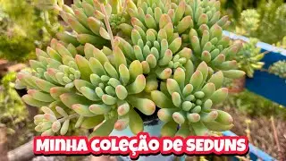 SUCULENTAS DE FÁCIL CULTIVO/MINHA COLEÇÃO DE SEDUNS