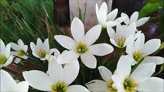 Zephyranthes Candida, Autumn Zephyrlily, White Windflower, White Rain Lily, Peruvian Swamp Lily🫰