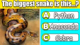 Reptile quiz. General Knowledge Quiz.