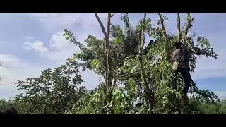 Rural Strength: High Tree Climbing by Farmer #RuralAgriculture #TraditionalFarming