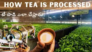 How Tea is Processed | Ooty tea factory | how tea powder is made | myself sailaja | telugu vlogs