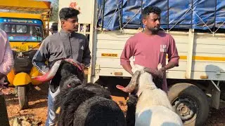 Honnalli sheep and goats market update Every Wednesday morning bazar Karnataka India