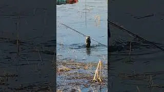 snakehead murel fish #youtubeshorts #fishing