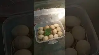Home made Mini EGG INCUBATOR - EGG HATCHING IDEA